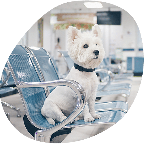 A small white dog with pointed ears sits on a blue metal chair in what appears to be a vet waiting area, possibly at a veterinary clinic or hospital. The background is bright and slightly out of focus.