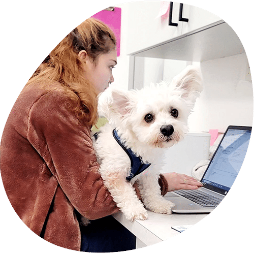 A veterinarian works on a laptop at a desk while a small, fluffy white dog with large ears sits beside her, looking at the camera.