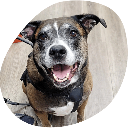 A happy brown and white dog with a graying muzzle sits on a wooden floor in a black harness, looking up with a big, open-mouthed smile—ready for his vet visit or some attention from the veterinarian.