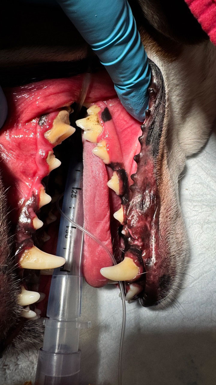 Dog's mouth during veterinary dental procedure under anesthesia