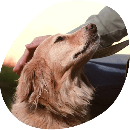 Person gently petting golden retriever dog outdoors