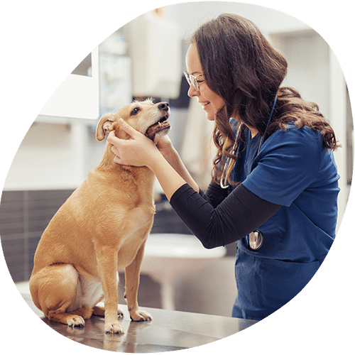 A vet in blue scrubs gently examines a happy brown dog sitting on an exam table, smiling and making eye contact with the dog inside a clinic.