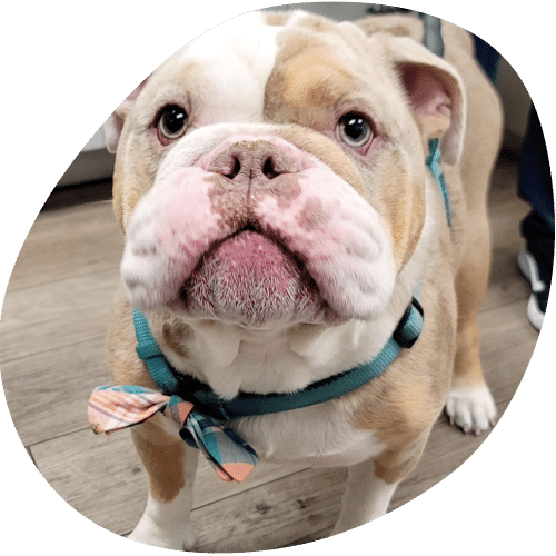 A close-up of a light brown and white bulldog wearing a teal harness and colorful bowtie, standing on a wooden floor and looking up at the camera with a curious expression, ready for a visit to the vet.