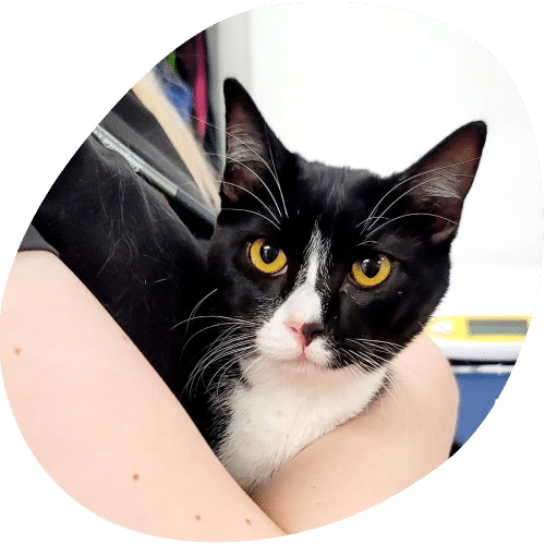 A black and white cat with striking yellow eyes is resting in a veterinarian's arms, gazing directly at the camera. The background is blurred, drawing focus to the cat's face.