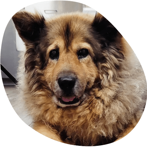 A fluffy, brown and tan dog with pointy ears and a thick mane of fur is lying down indoors at the vet, looking directly at the camera with a gentle expression.