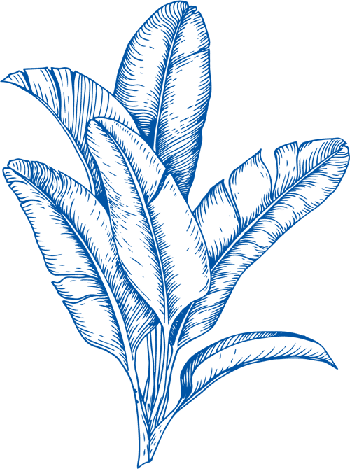 Blue line art illustration of a tropical plant with long, detailed leaves, drawn with fine lines and shading on a white background—perfect décor for a veterinarian or vet’s office seeking a calming, botanical touch.