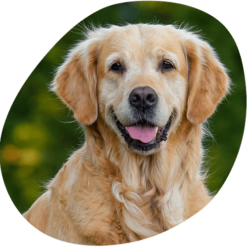 Happy golden retriever dog with tongue out smiling