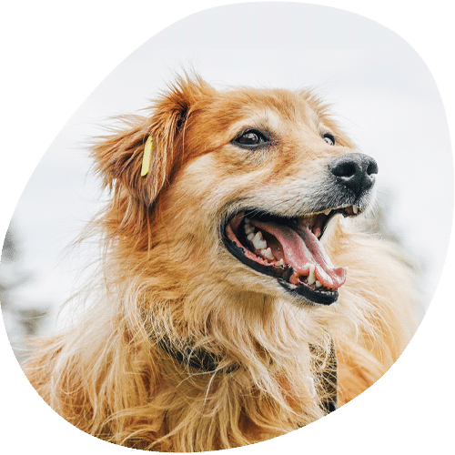 A happy, fluffy golden-brown dog with an open mouth and visible tongue, wearing a collar, looks to the side against a light sky background—ready for a visit to the vet.