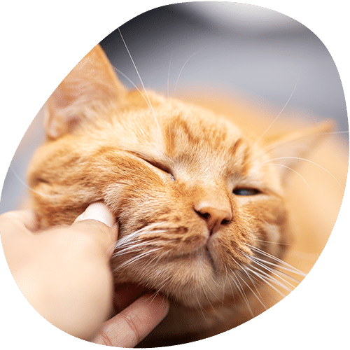 A close-up of an orange tabby cat enjoying being petted, with a veterinarian’s hand gently scratching its cheek as the cat squints its eyes contentedly.
