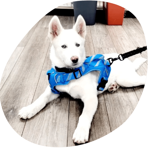 A white dog with pointed ears and blue eyes lies on a wooden floor, wearing a bright blue harness and leash after a recent visit to the veterinarian.