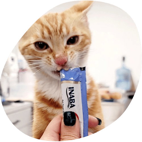 An orange tabby cat licks a blue and white INABA treat held by a person with black nail polish. The blurred indoor background gives the scene a cozy vibe, as if recommended by a caring veterinarian for happy, healthy pets.